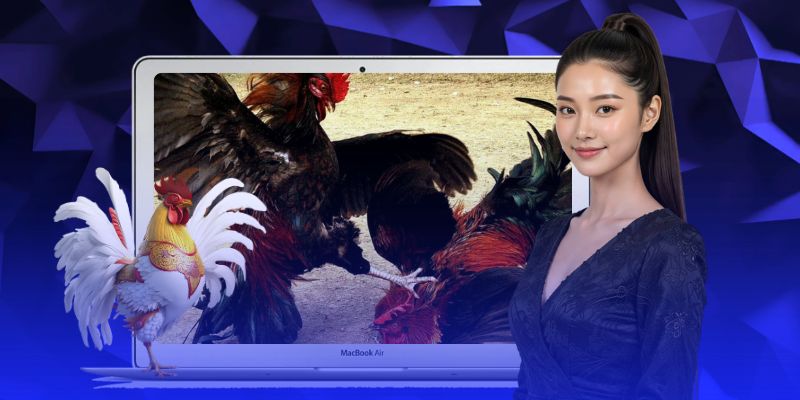 Ba kèo nổi bật nhất khi tham gia đá gà trực tiếp Ba kèo nổi bật nhất khi tham gia đá gà trực tiếp