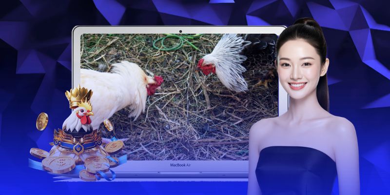 Quy định cơ bản để chăm gà đá hiệu quả